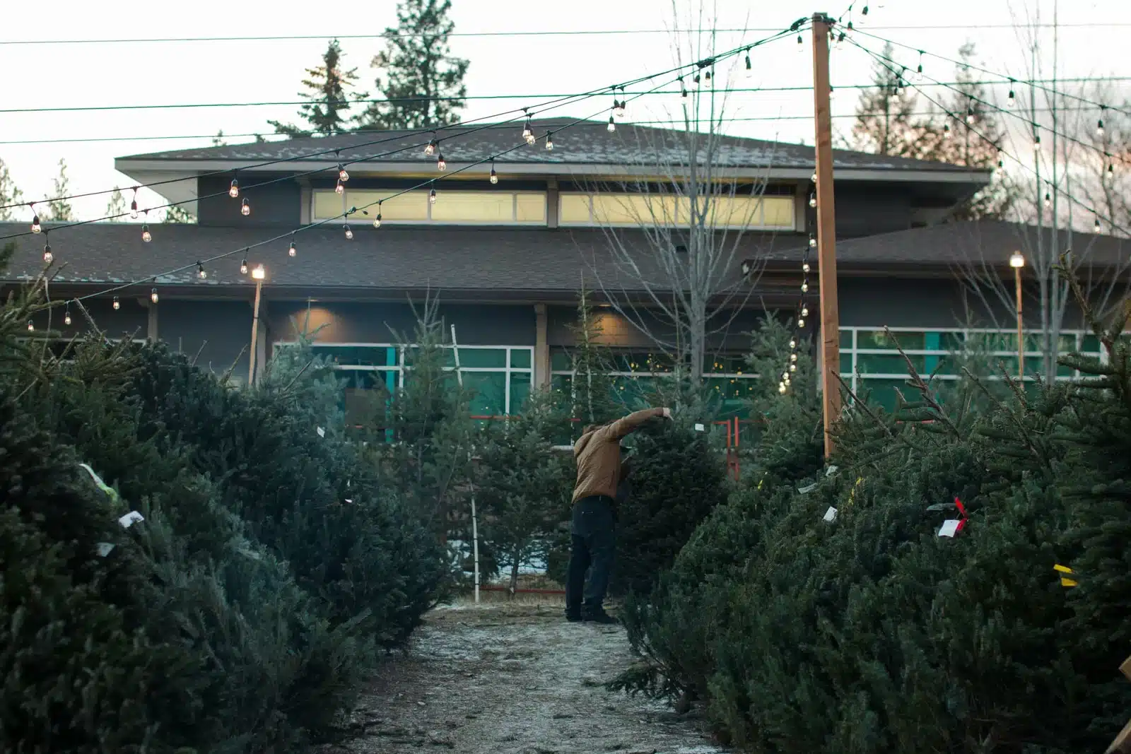Greenscape Landscaping has a Christmas Tree lot