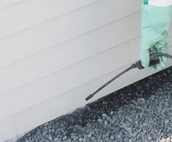 We spray spider pesticides around the base of your house