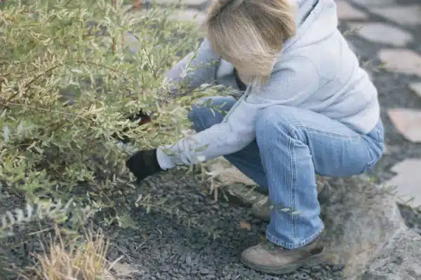 Yard Cleanup Services