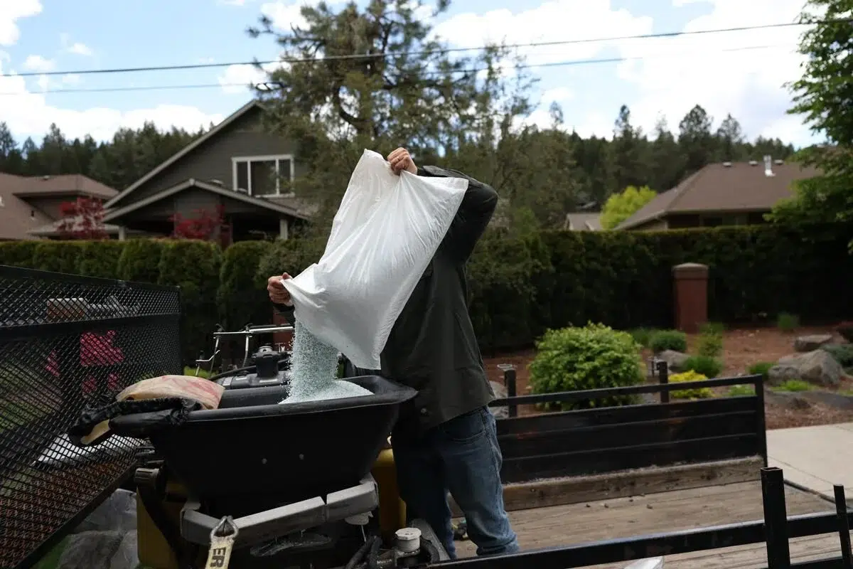 Worker emptying collected lawn debris into a trailer during turf maintenance.